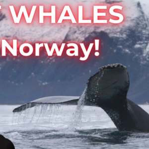 Kopie von Kein Titel (1280 x 720 px) (300 x 300 px)(2)